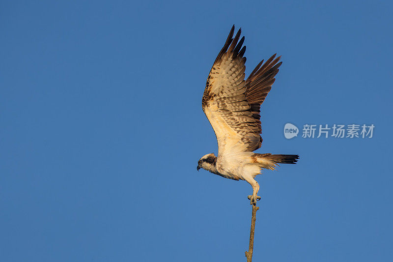 美丽的鱼鹰(Pandion halaetus)